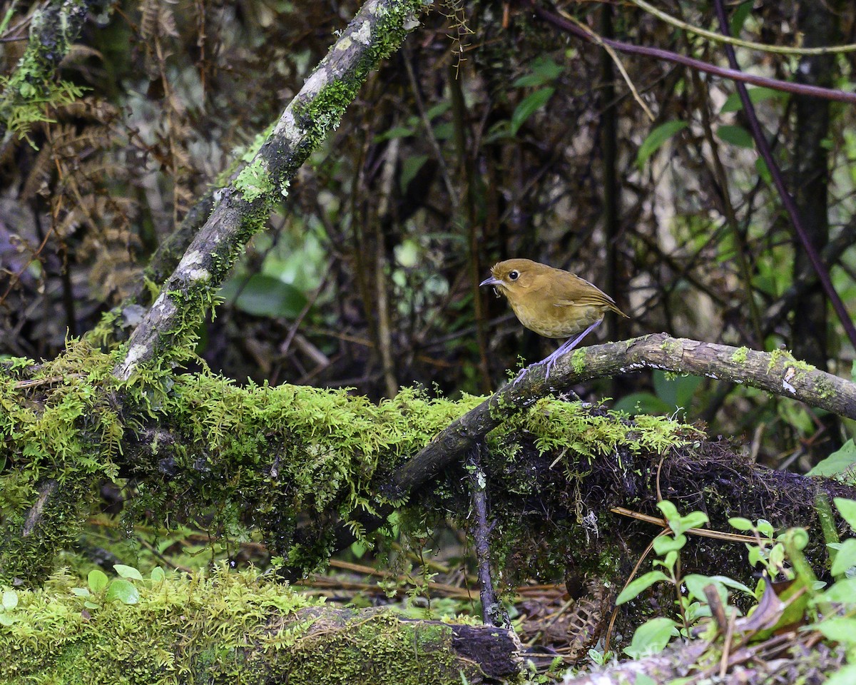 Muisca Antpitta - ML640053676