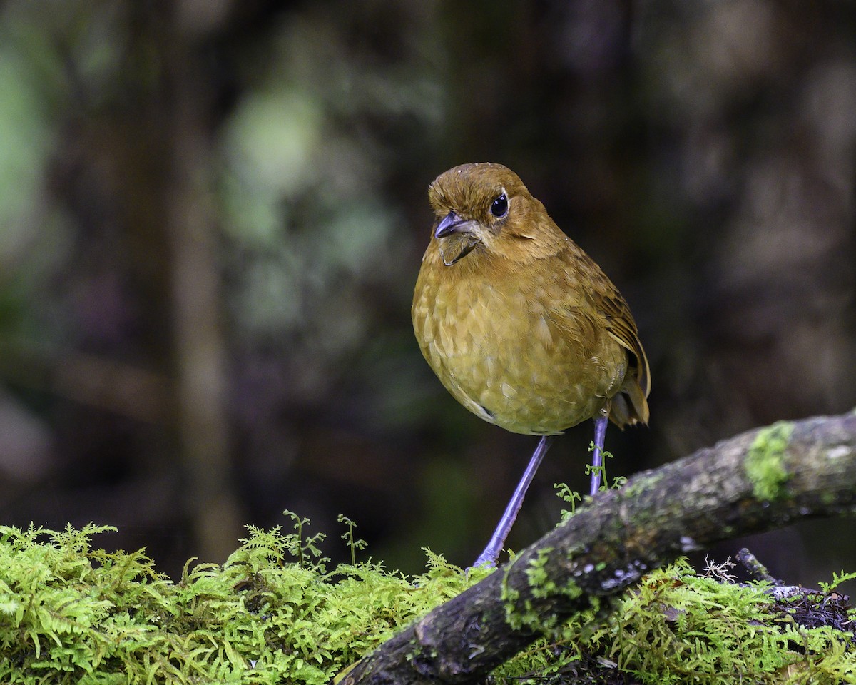 Muisca Antpitta - ML640053677