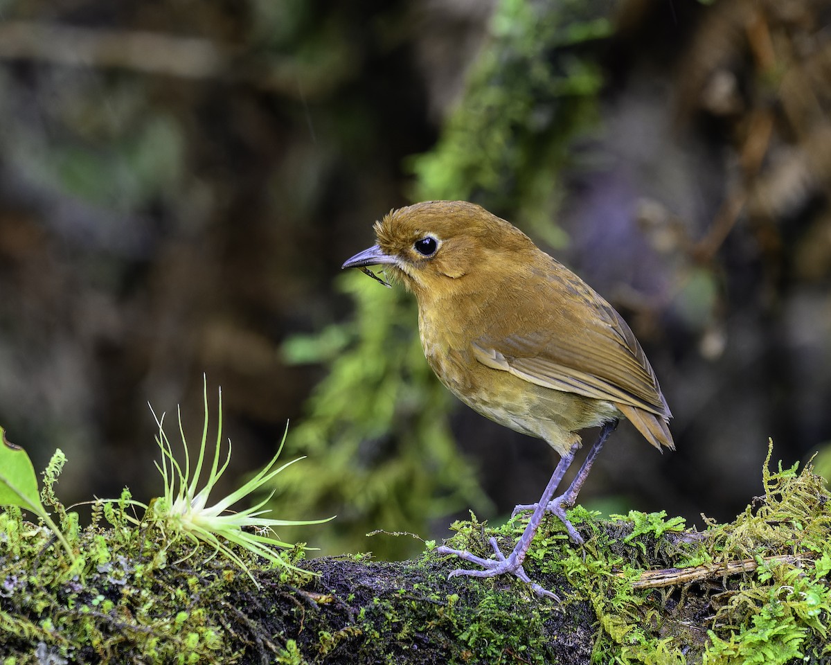 Muisca Antpitta - ML640053678