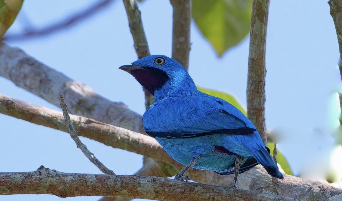 Plum-throated Cotinga - ML640053681