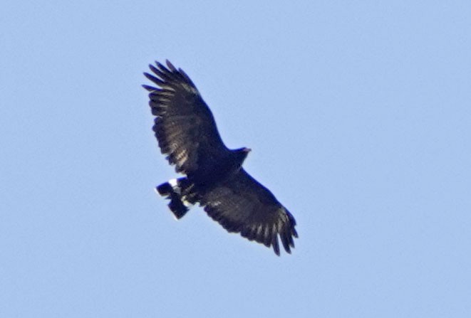 Common Black Hawk - ML640053717