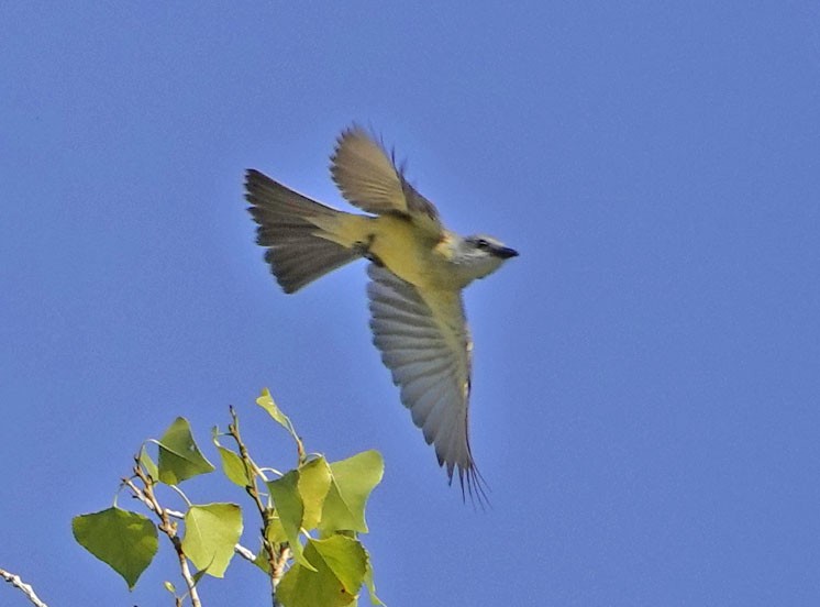 Tropical Kingbird - ML640053737
