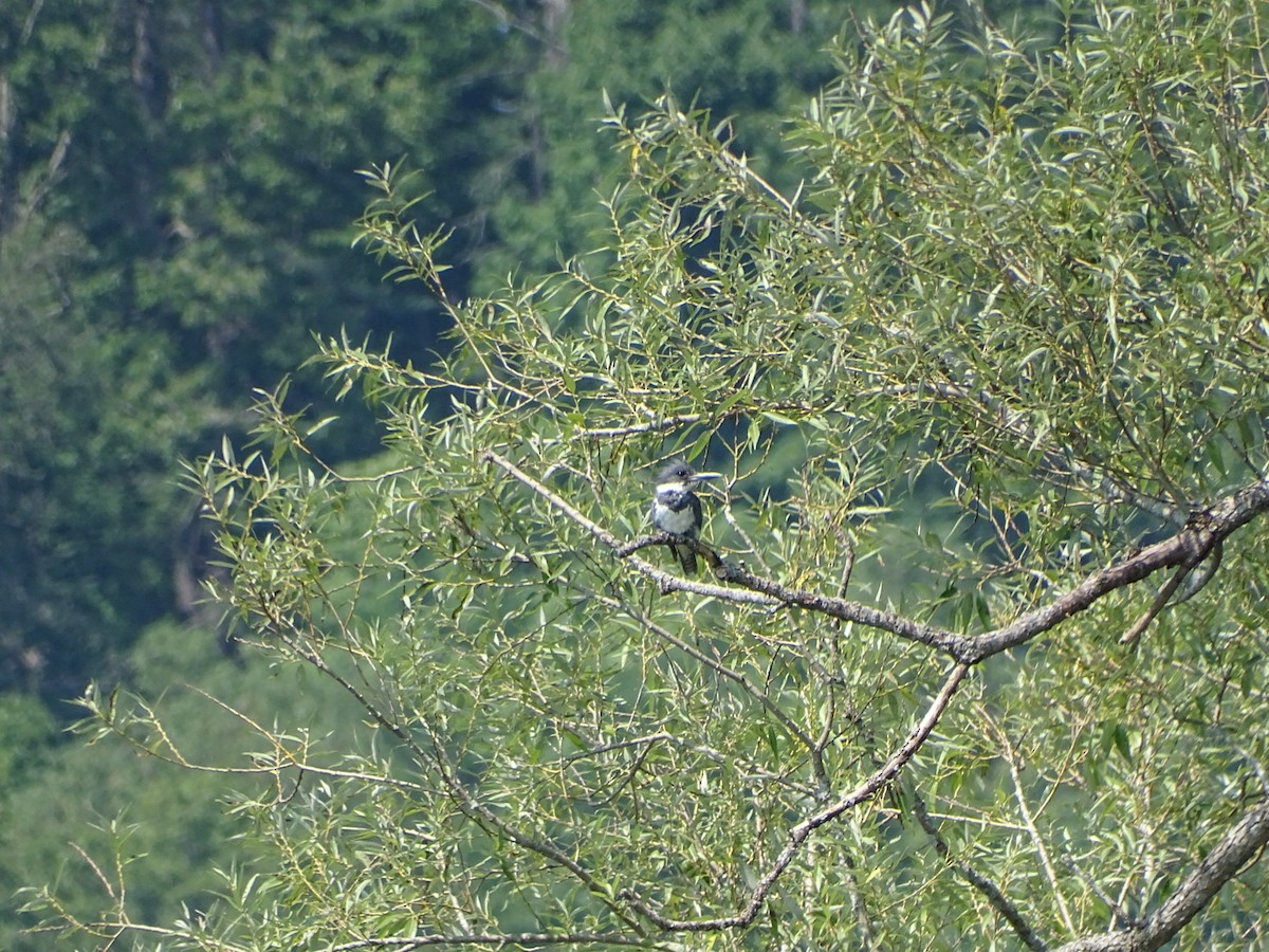 Martin-pêcheur d'Amérique - ML640053755