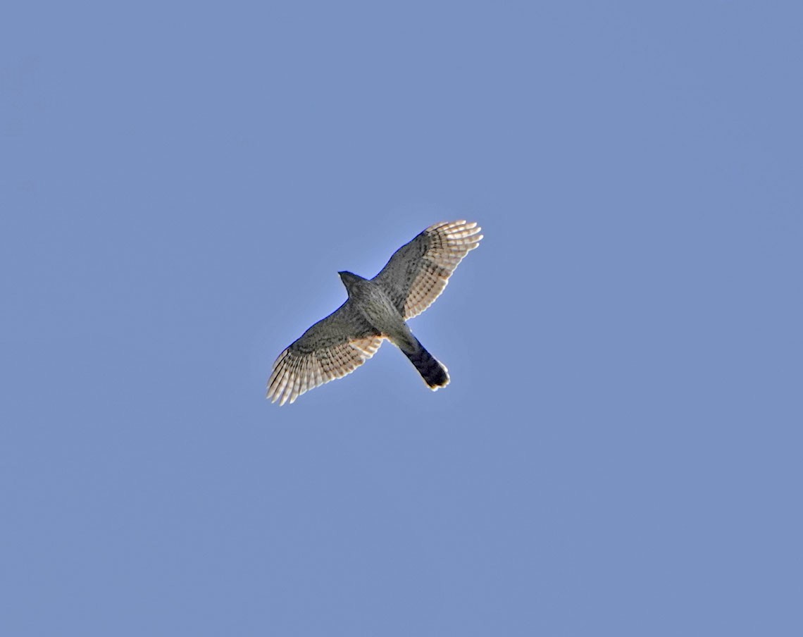 Cooper's Hawk - ML640053757