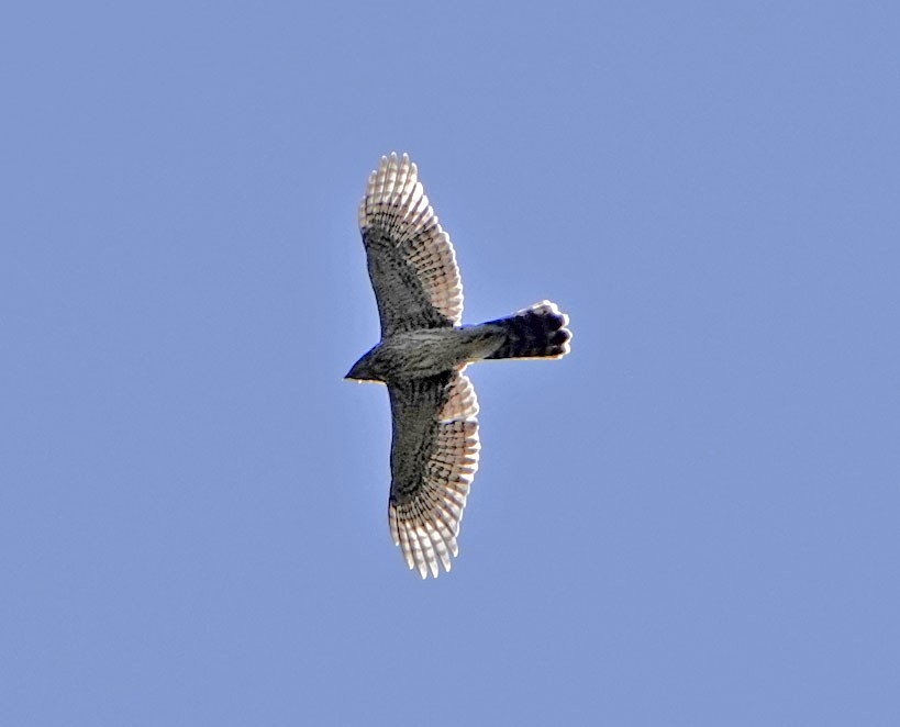 Cooper's Hawk - ML640053758