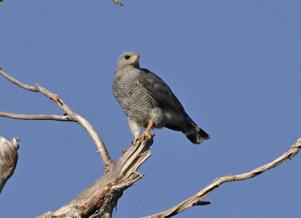 Gray Hawk - ML640053786