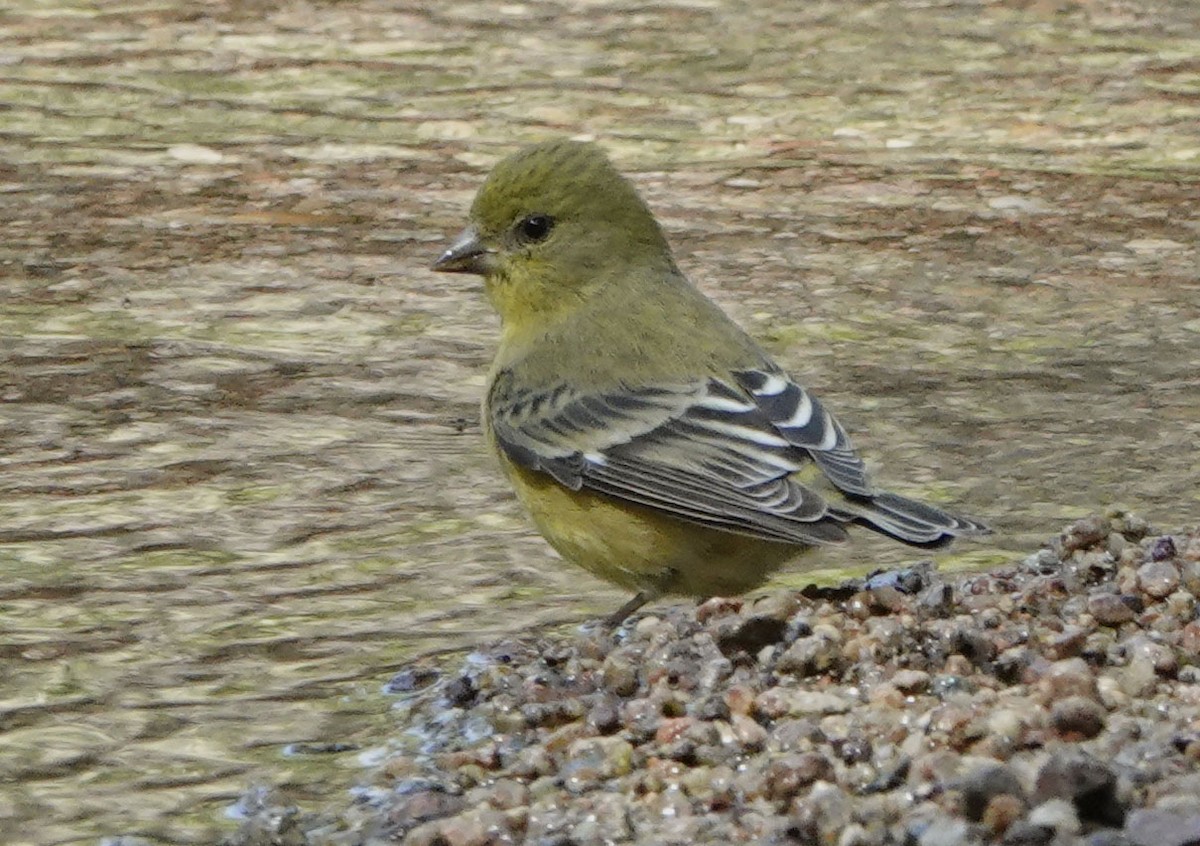 Lesser Goldfinch - ML640053816