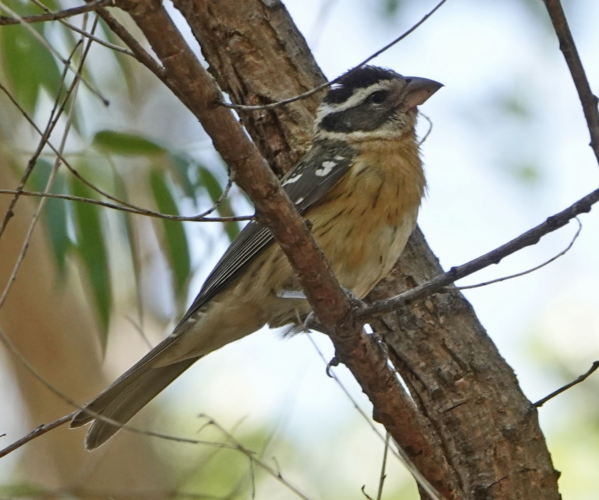 Black-headed Grosbeak - ML640053825
