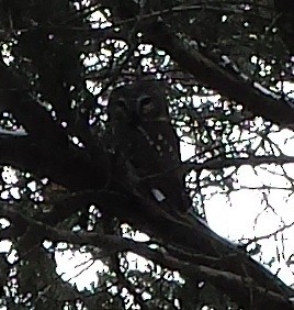 Northern Saw-whet Owl - ML640053865