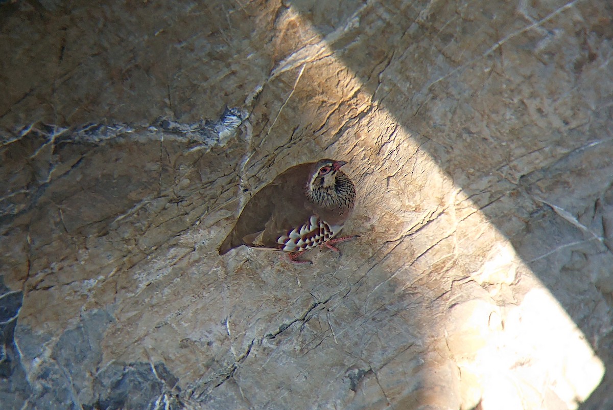 orebice rudá - ML640053915