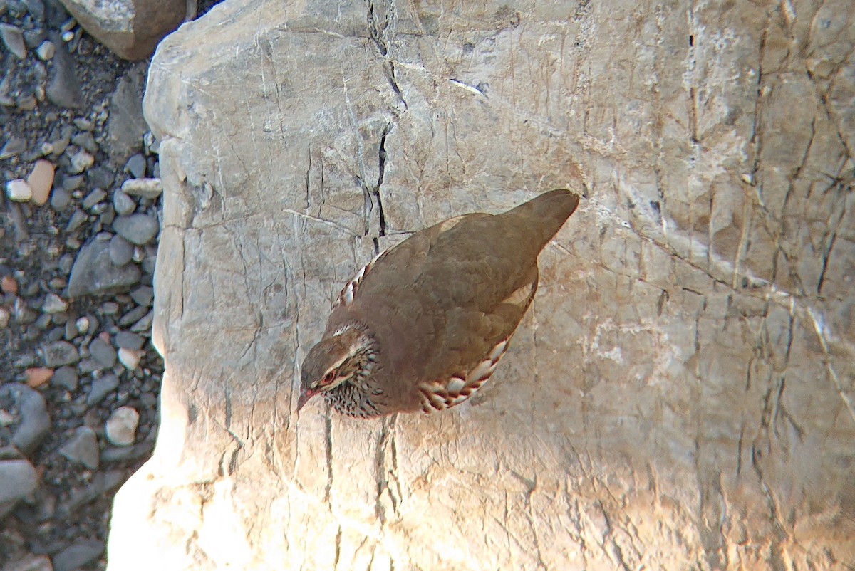 orebice rudá - ML640053916