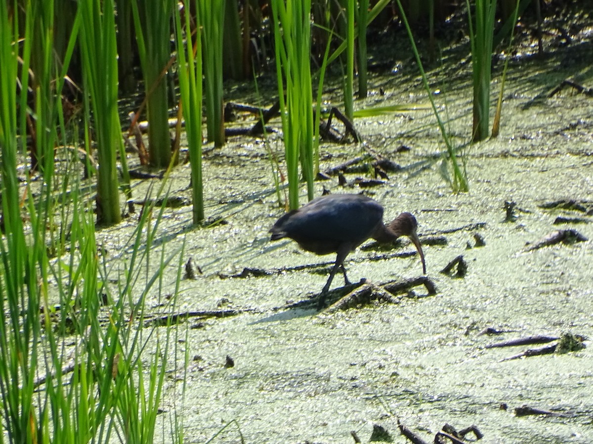 Ibis falcinelle - ML640053917