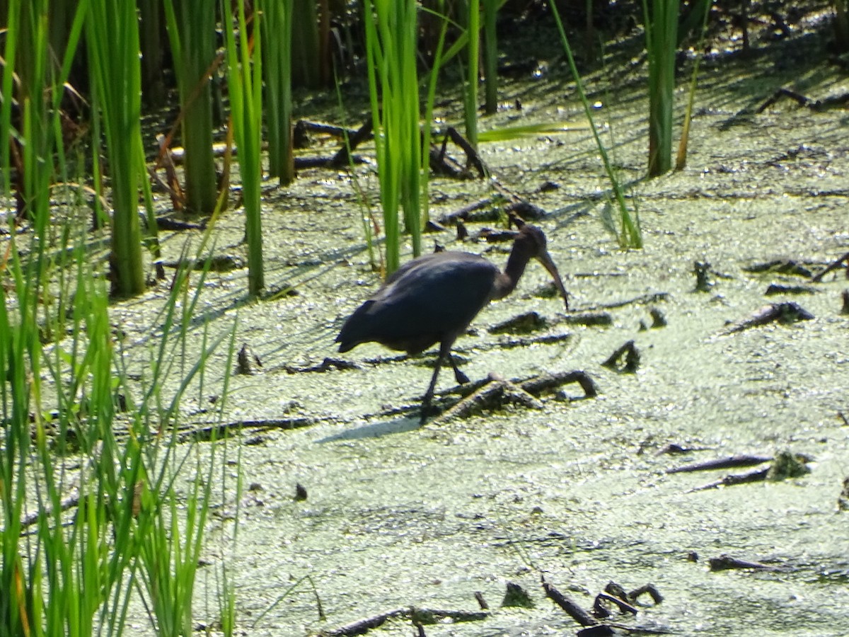 Ibis falcinelle - ML640053918