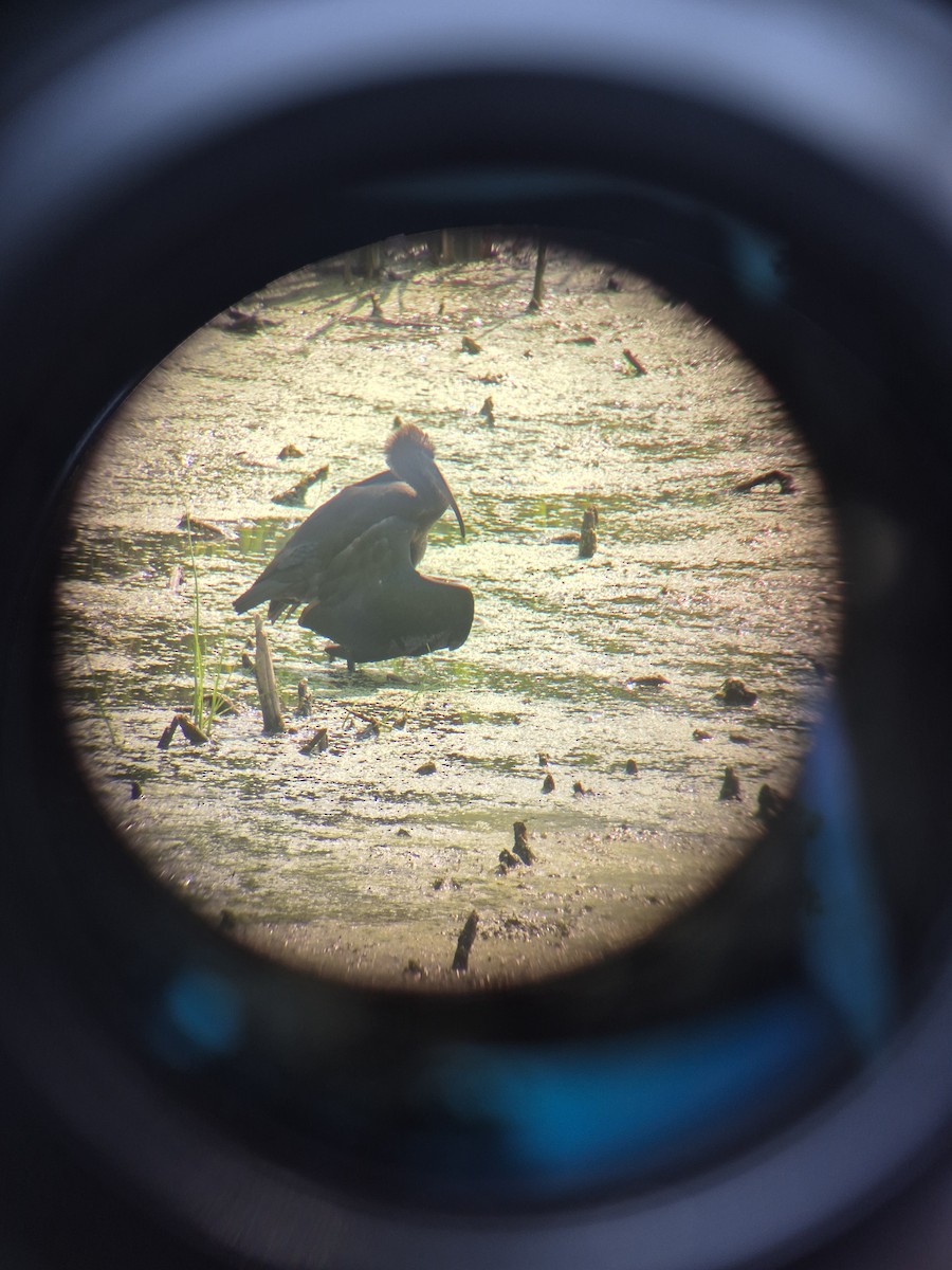Ibis falcinelle - ML640053919
