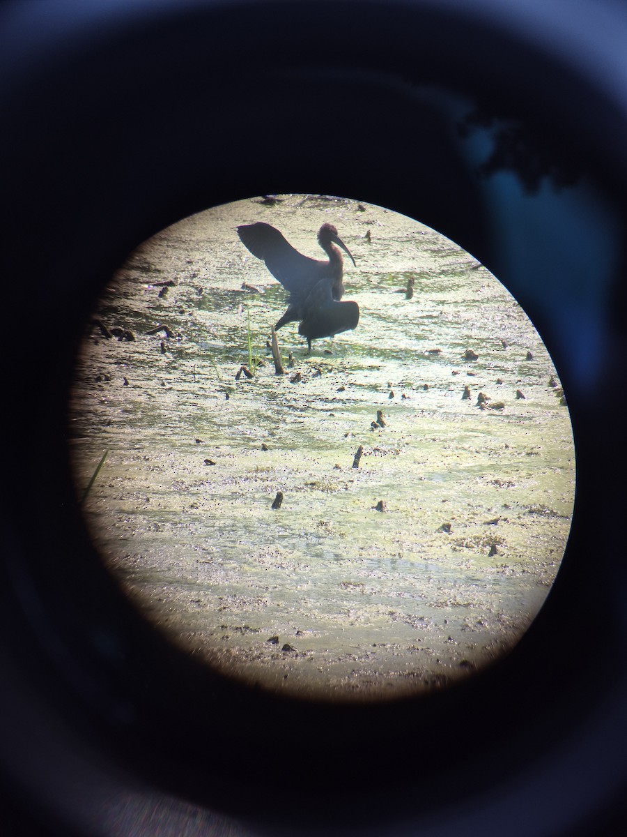 Ibis falcinelle - ML640053920