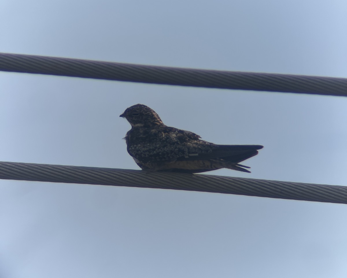 Common Nighthawk - ML640053932