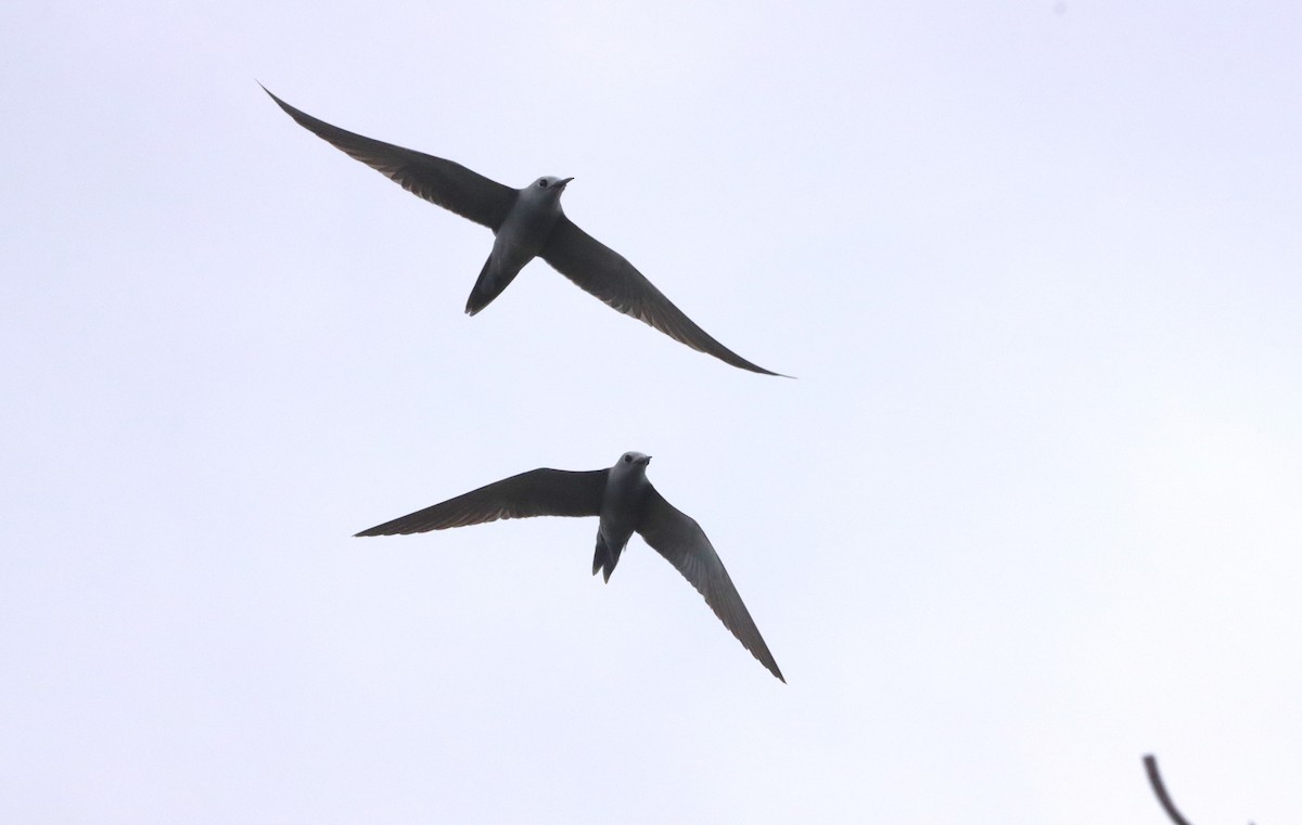 Blue-gray Noddy - ML640054221