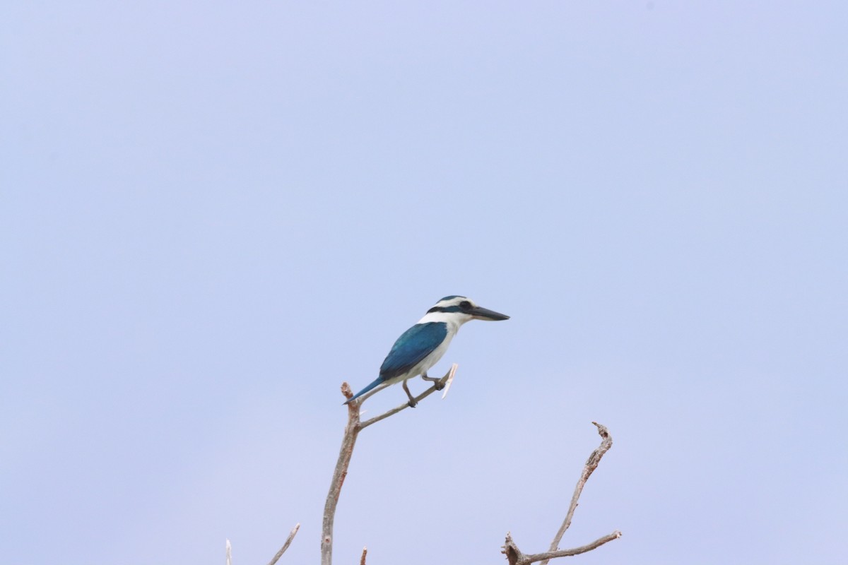 Pacific Kingfisher - ML640054243