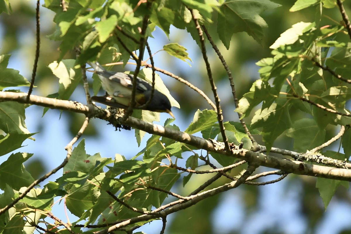 Northern Parula - ML640054320