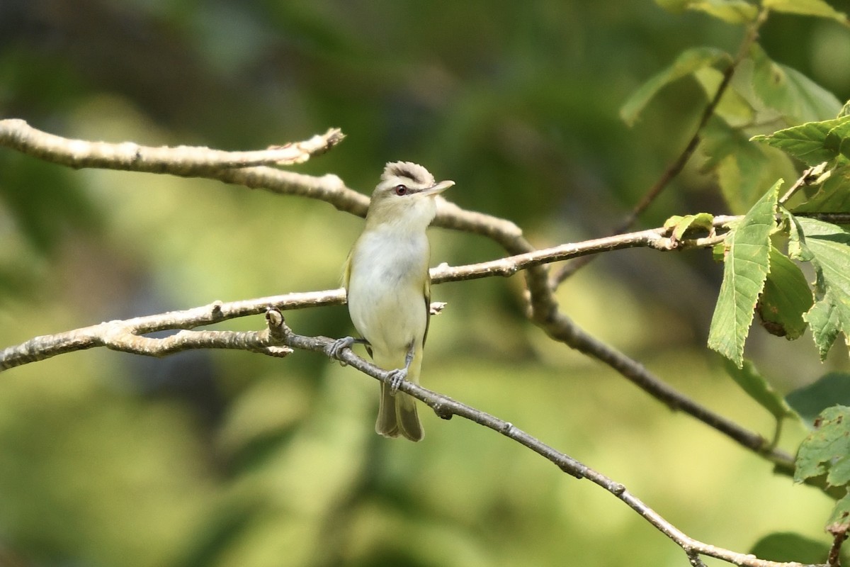 Red-eyed Vireo - ML640054339