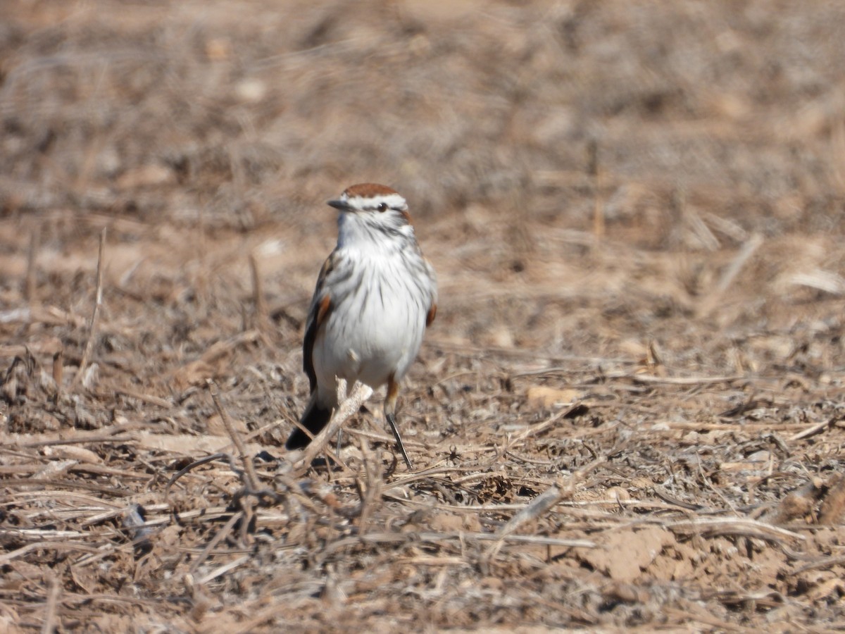 Rusty-backed Monjita - ML640054459