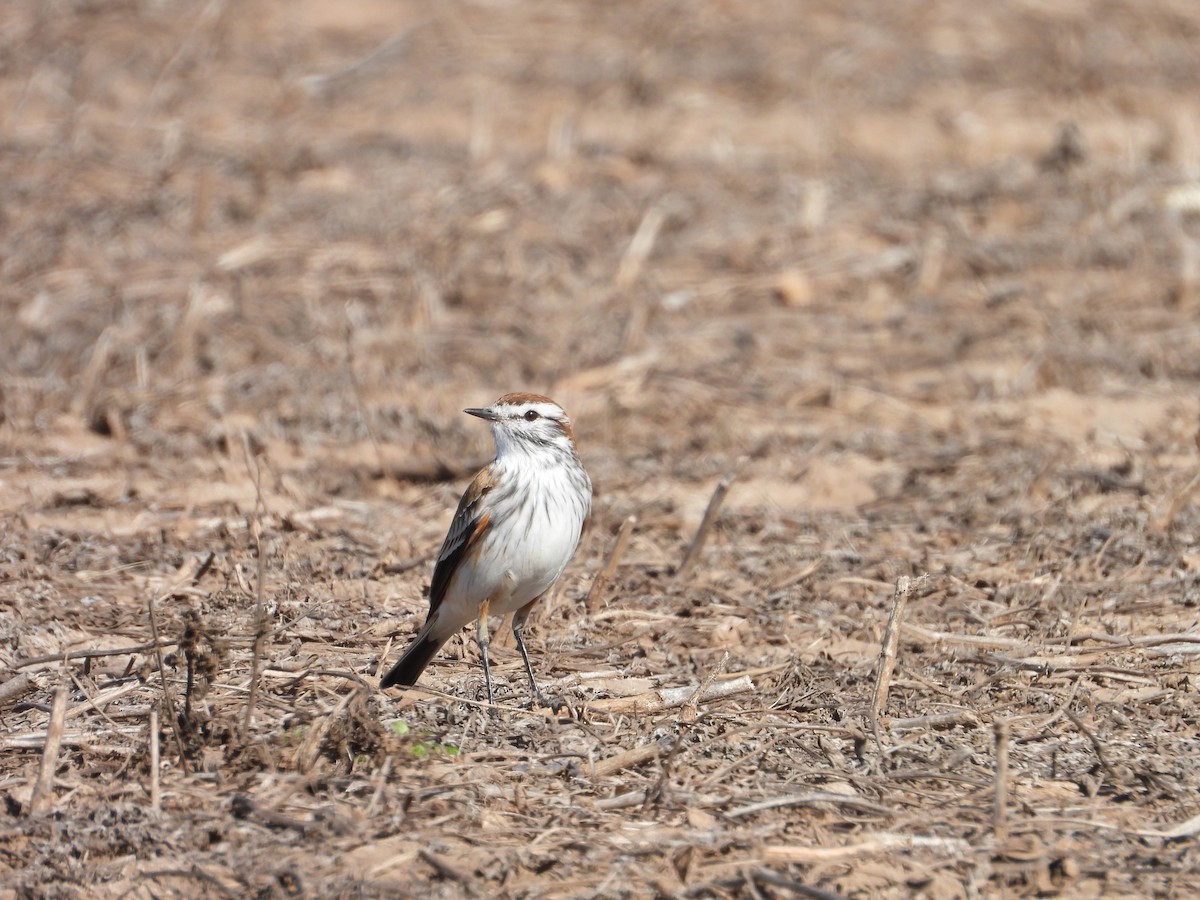 Rusty-backed Monjita - ML640054460