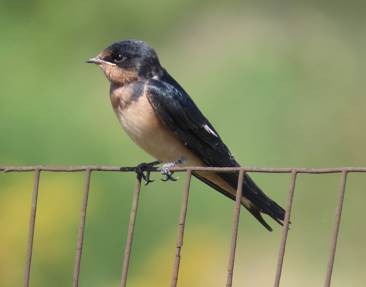 ML640054497 - Barn Swallow - Macaulay Library