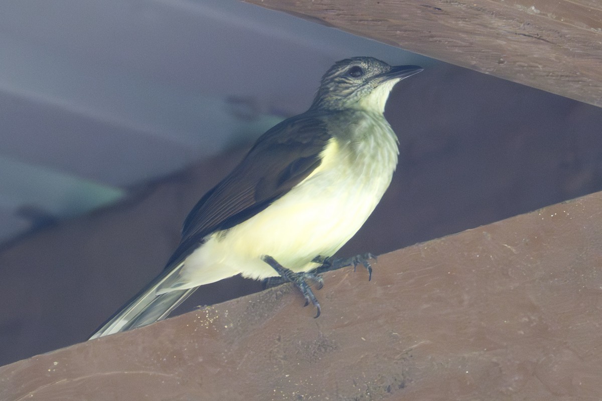 Swamp Greenbul - ML640054526