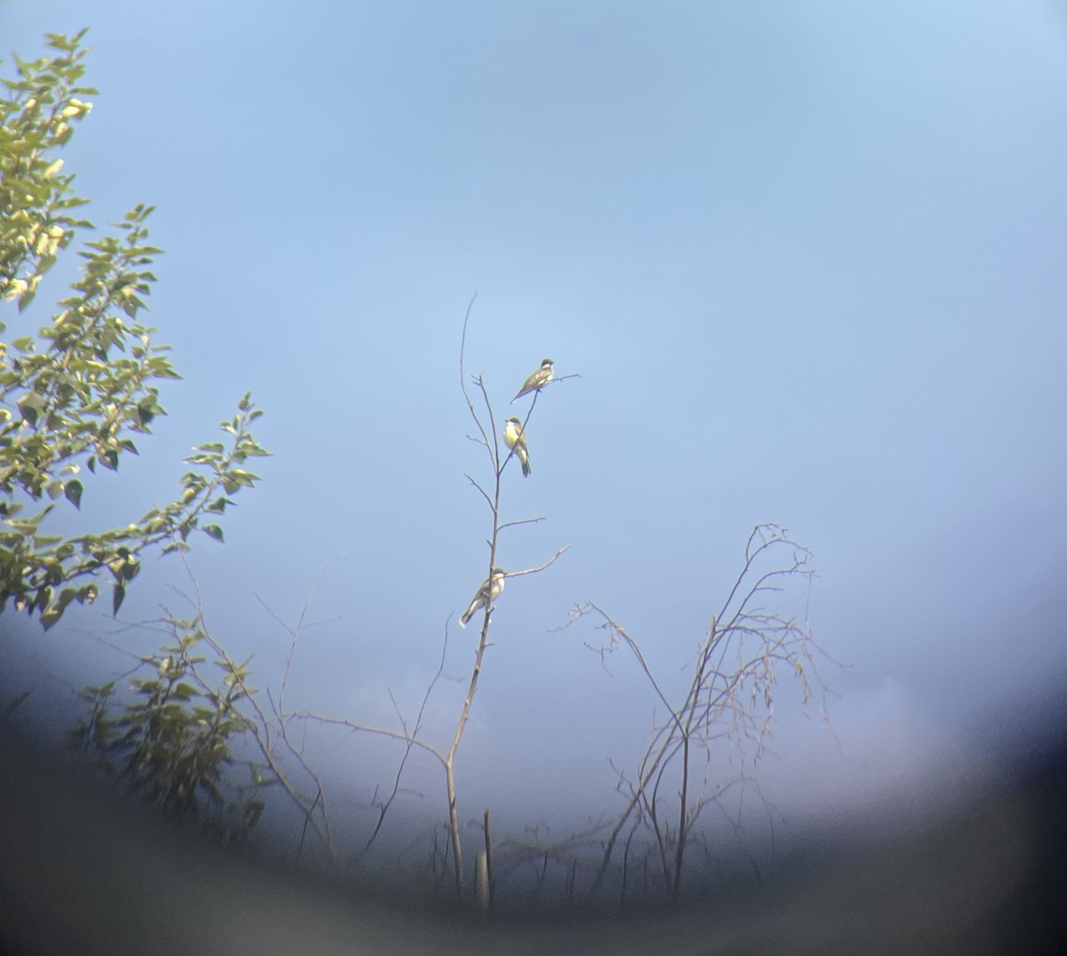 Eastern Kingbird - ML640054601