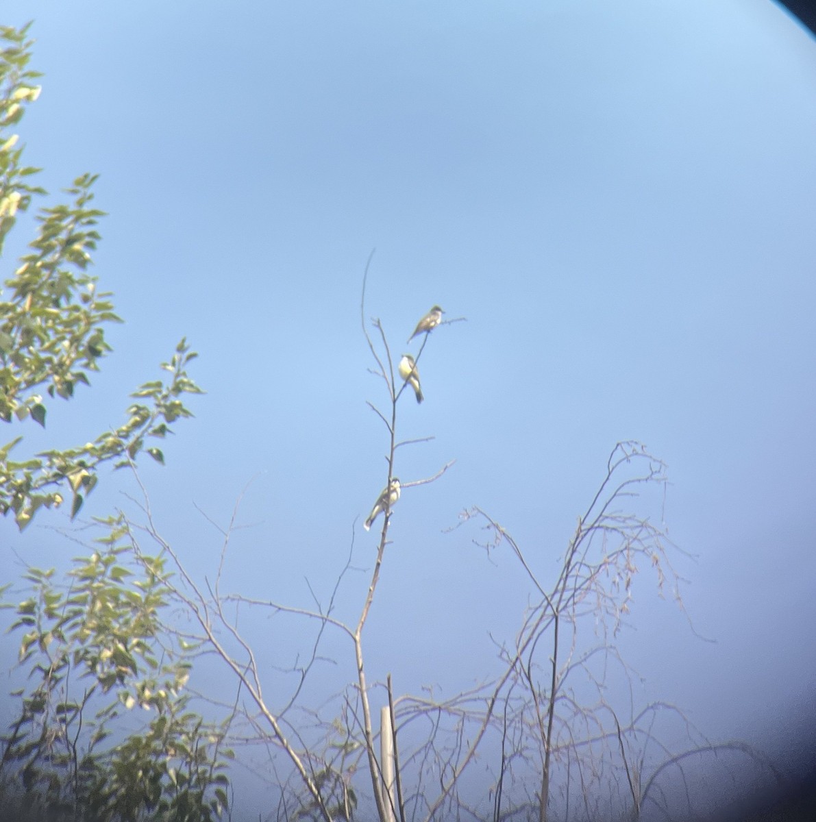 Eastern Kingbird - ML640054611