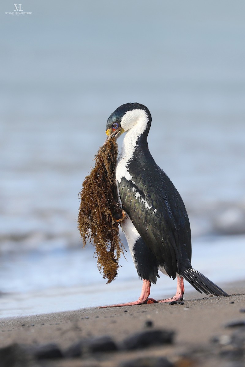 Cormoran impérial - ML640054624