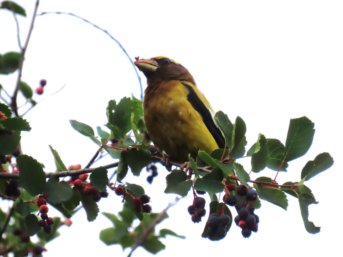 Evening Grosbeak - ML640054742