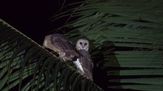 Sulawesi Masked-Owl - ML640054764