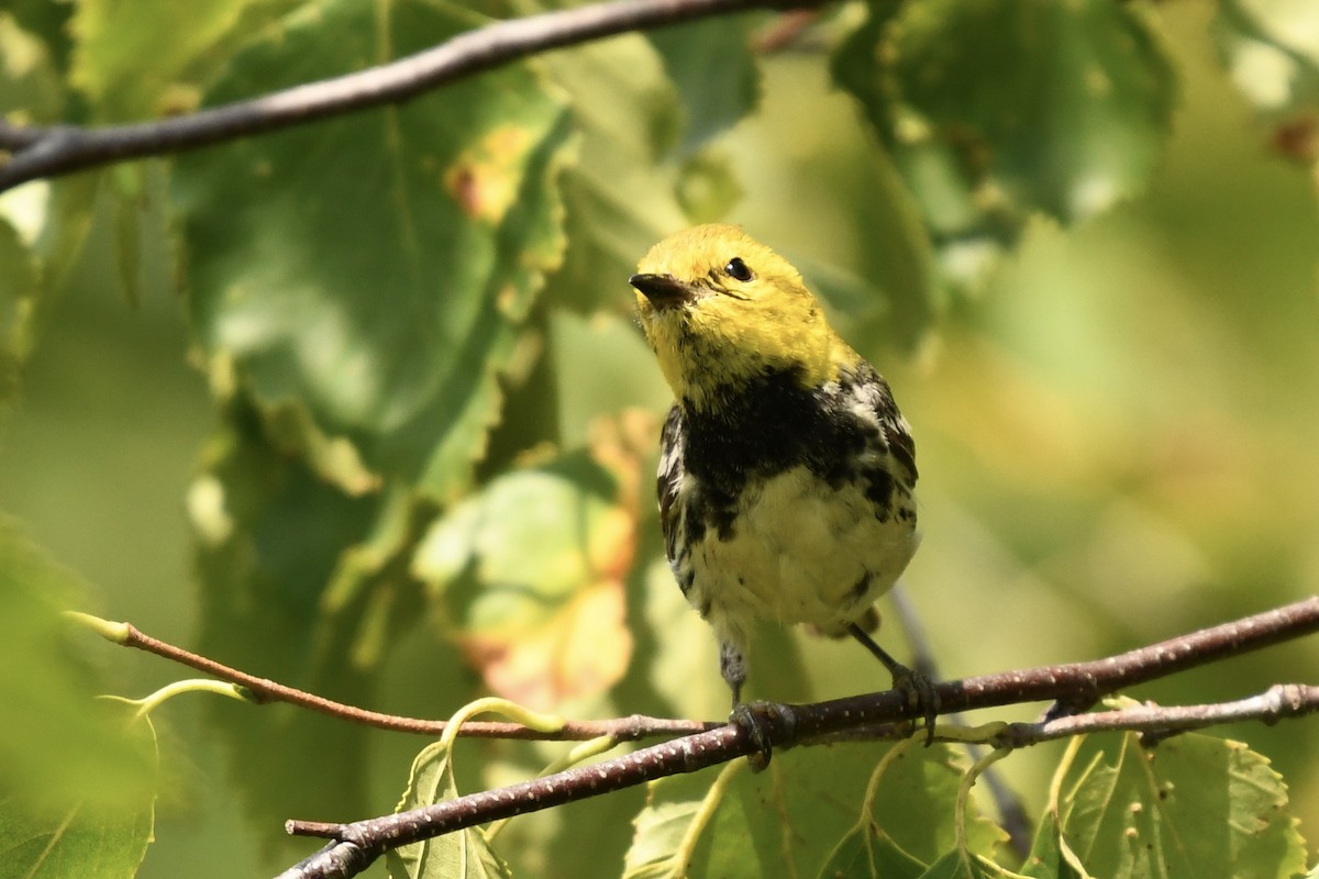 Black-throated Green Warbler - ML640054850