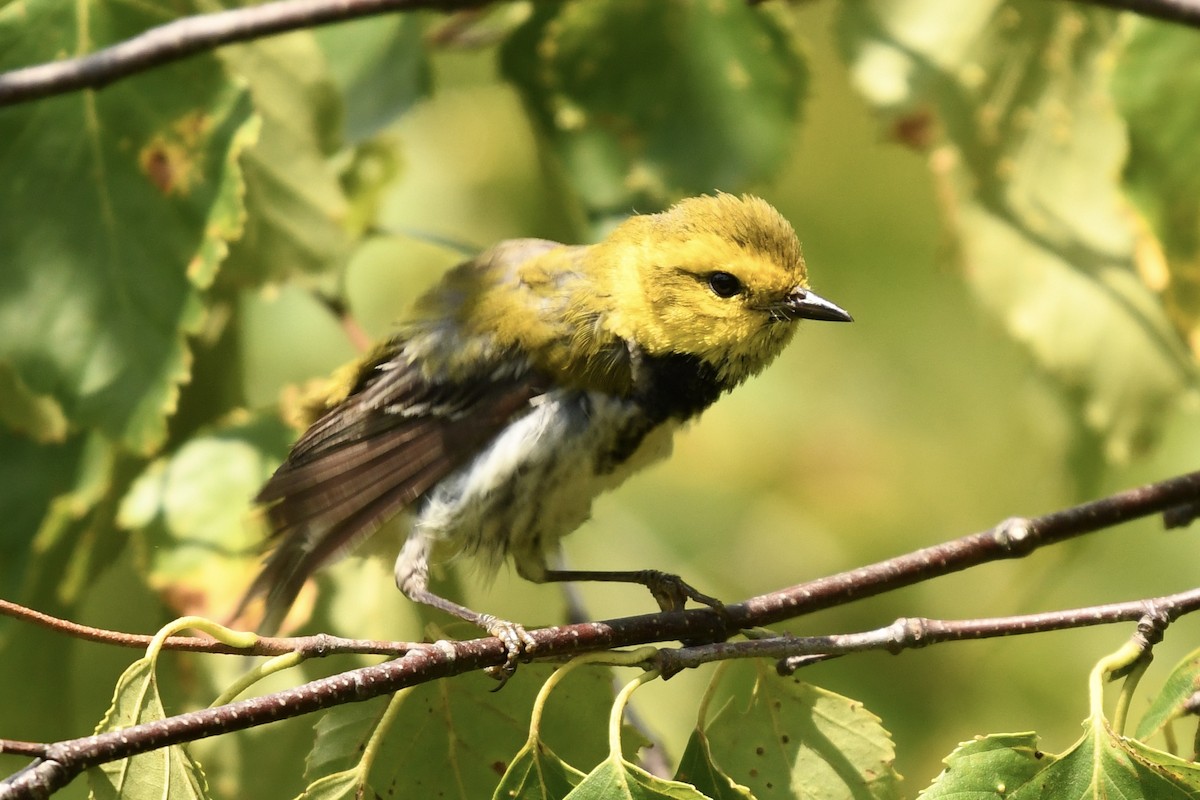Black-throated Green Warbler - ML640054851