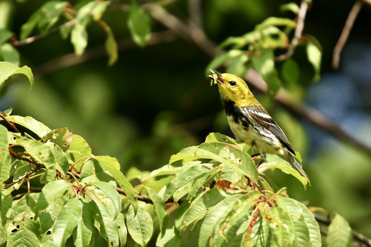 Black-throated Green Warbler - ML640054852