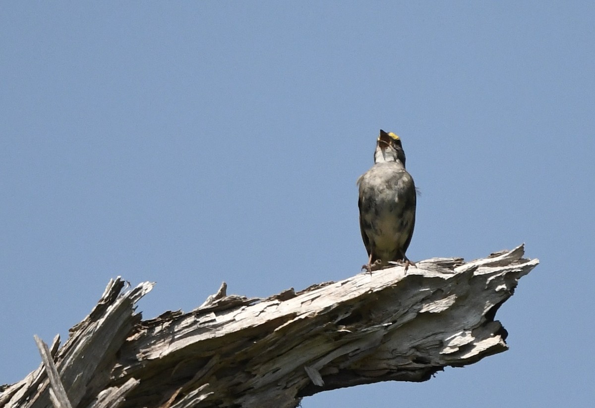 White-throated Sparrow - ML640054871