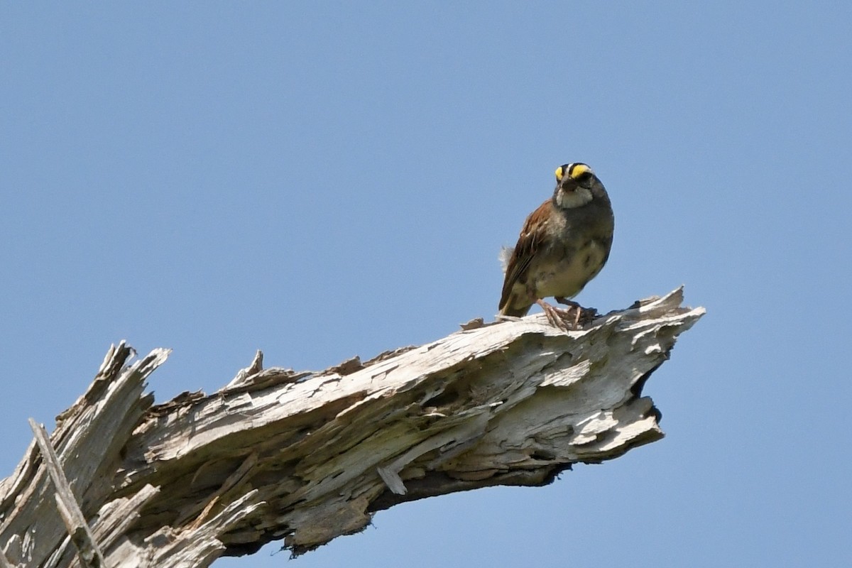 White-throated Sparrow - ML640054872