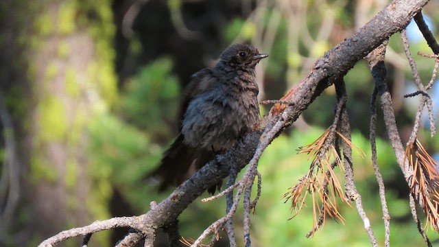 Townsend's Solitaire - ML640054889
