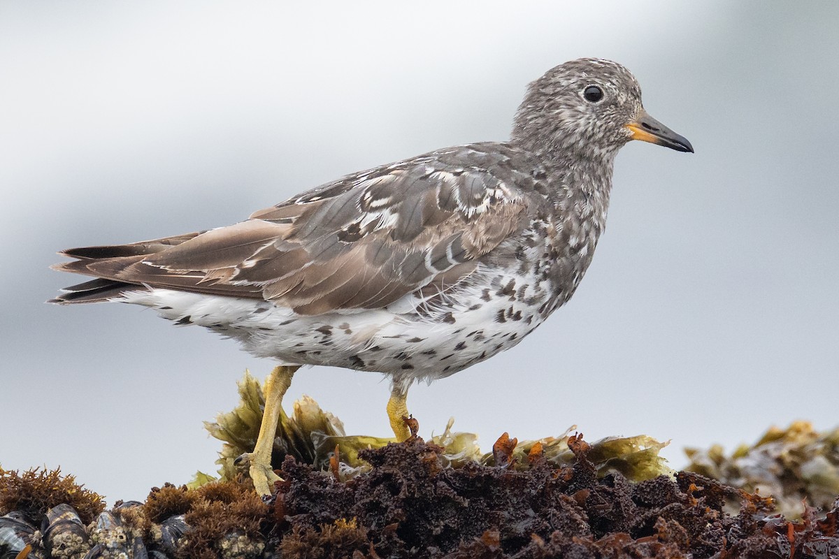 Surfbird - Ryan Mense