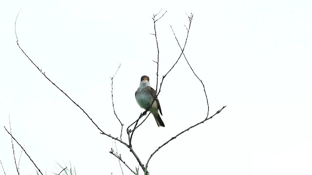 Willow Flycatcher - ML640054991