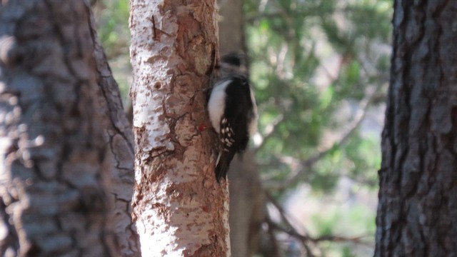Hairy Woodpecker - ML640054996