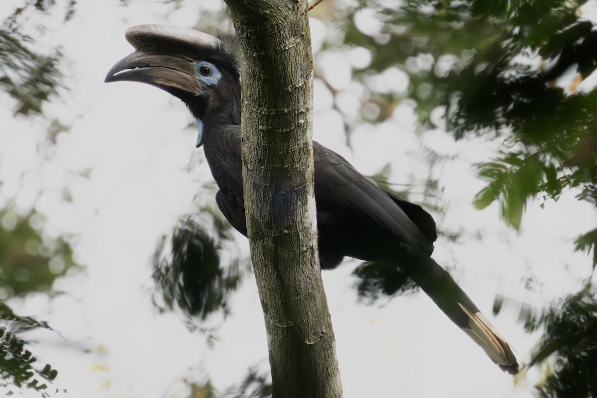 クロコブサイチョウ - ML640055018