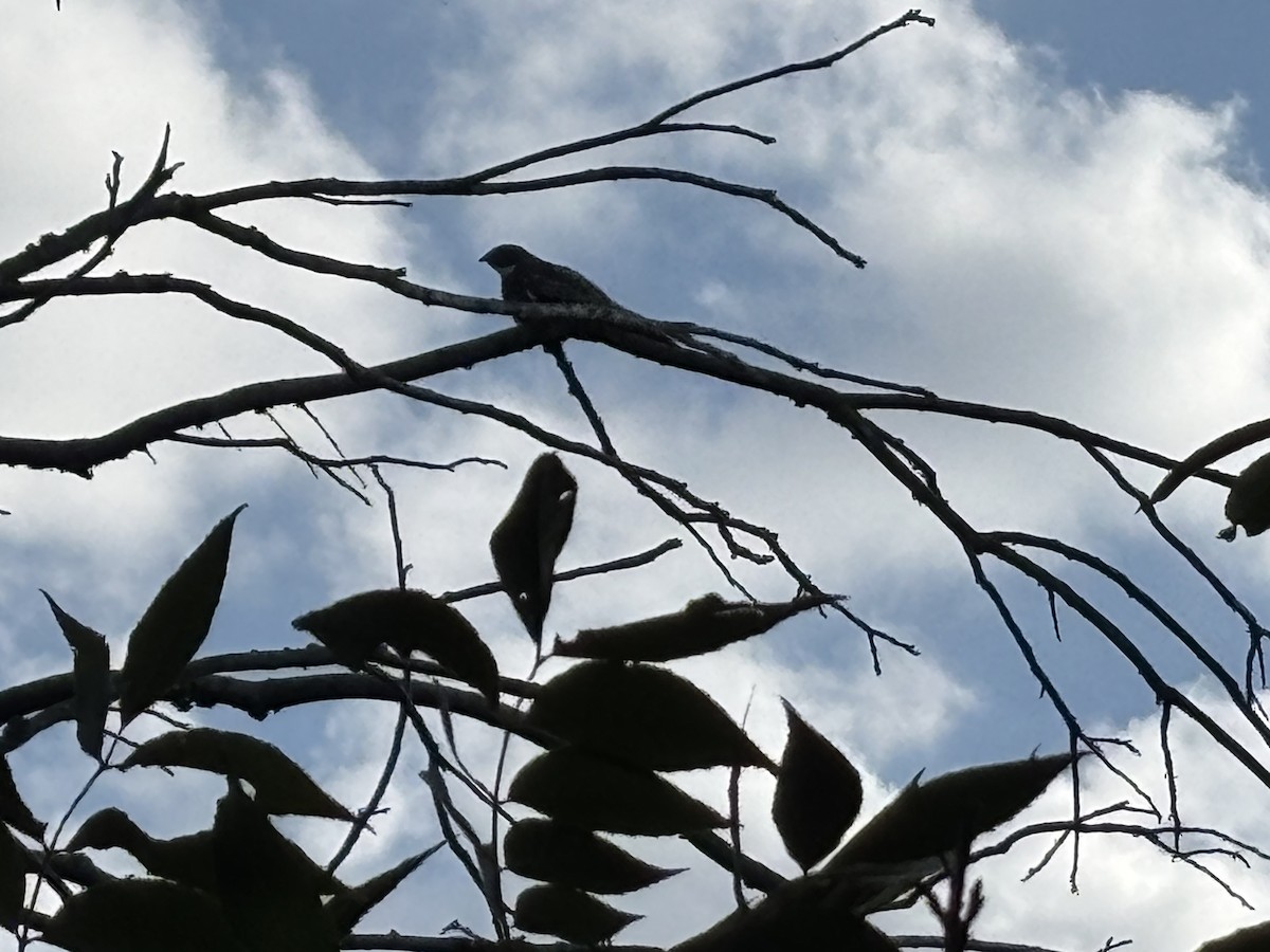 Common Nighthawk - ML640055061