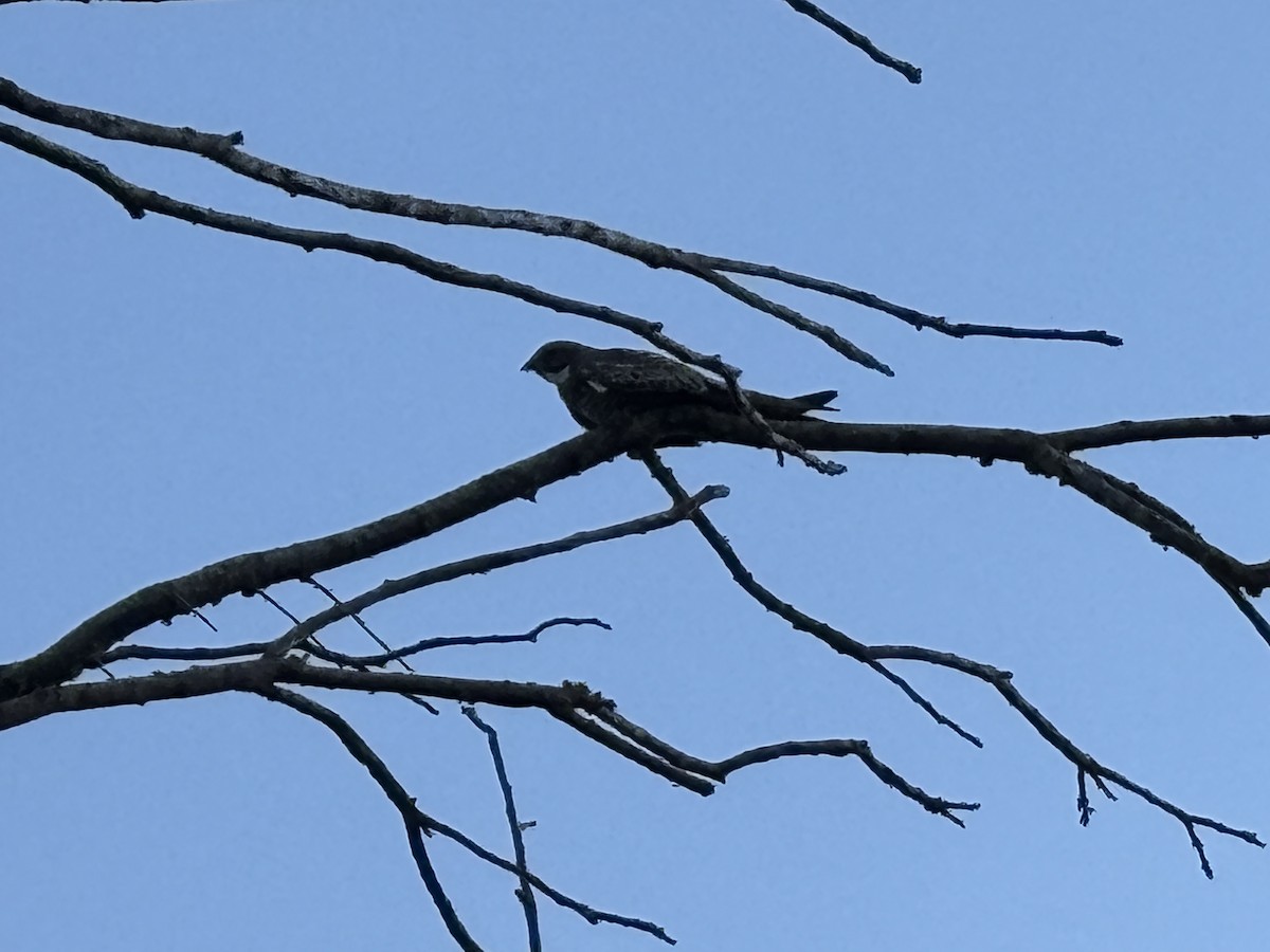 Common Nighthawk - ML640055062