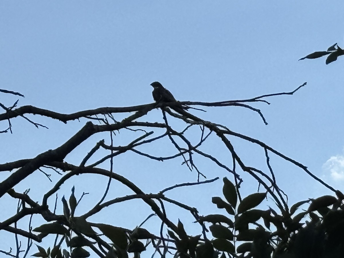 Common Nighthawk - ML640055063