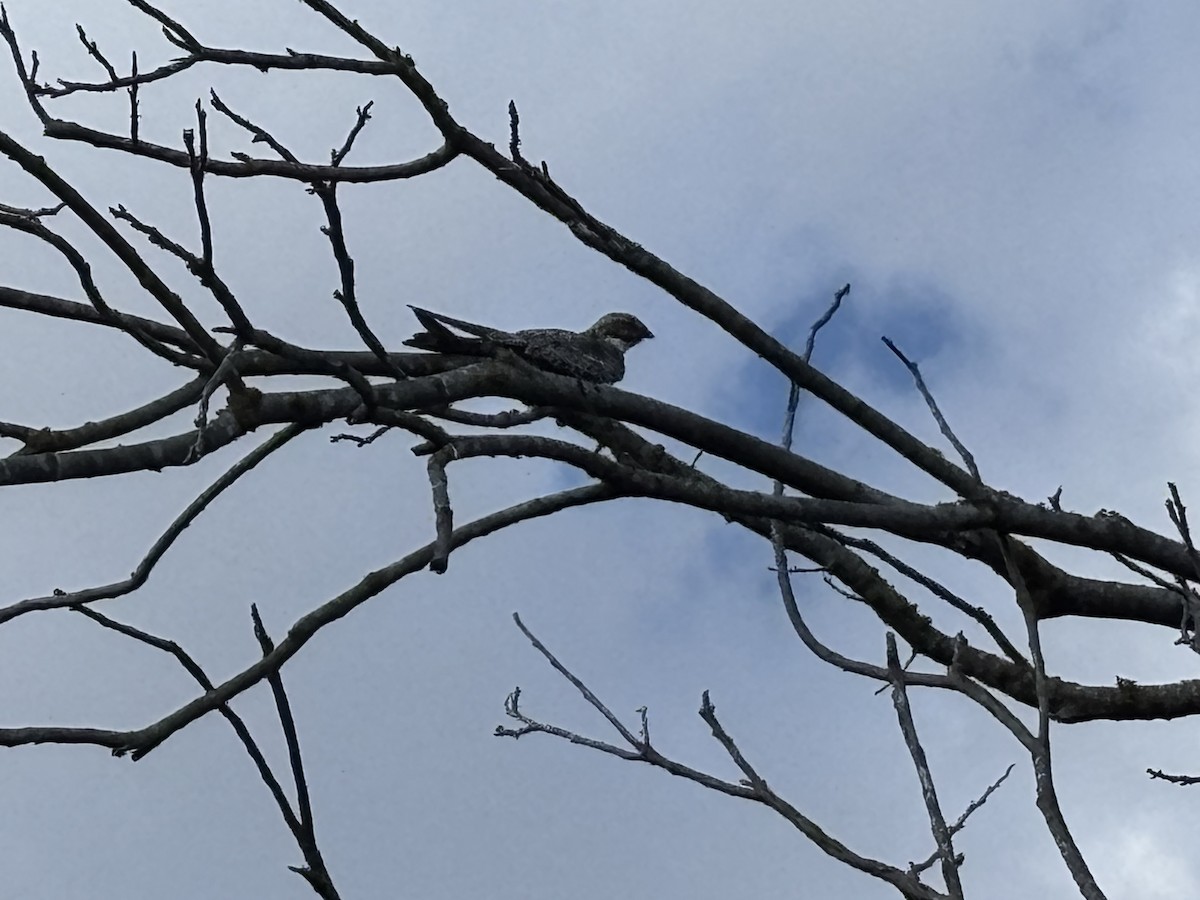 Common Nighthawk - ML640055064