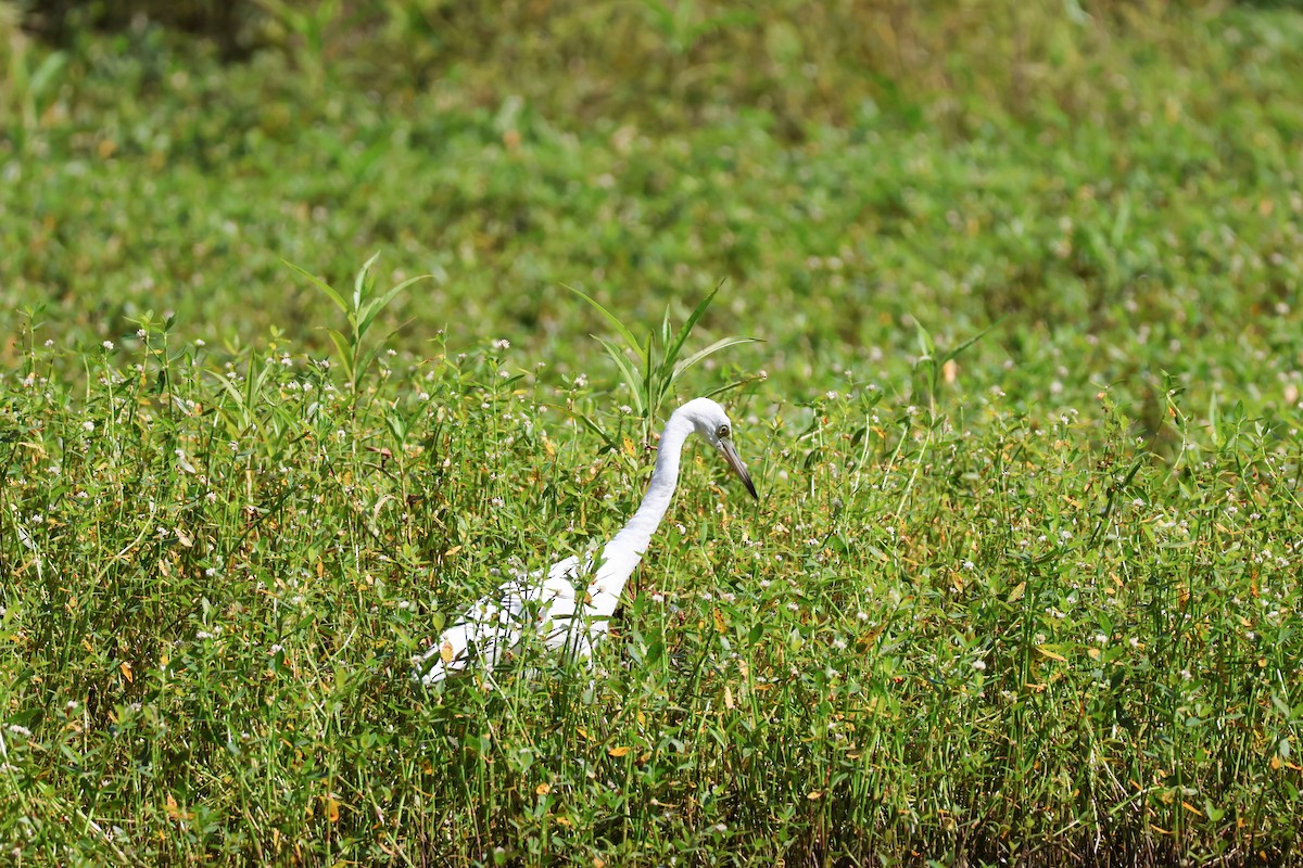 Little Blue Heron - ML640055176