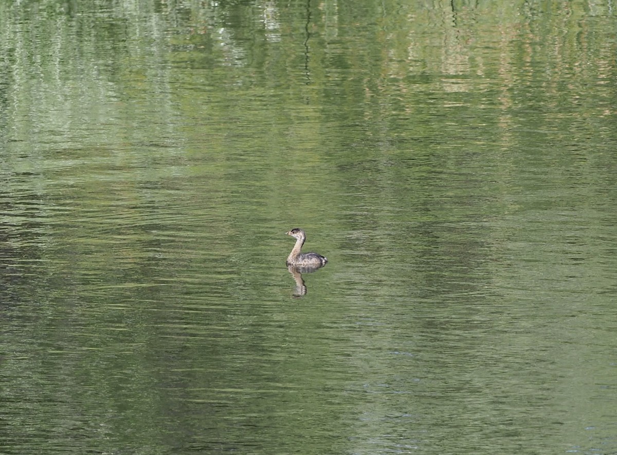 Pied-billed Grebe - ML640055179