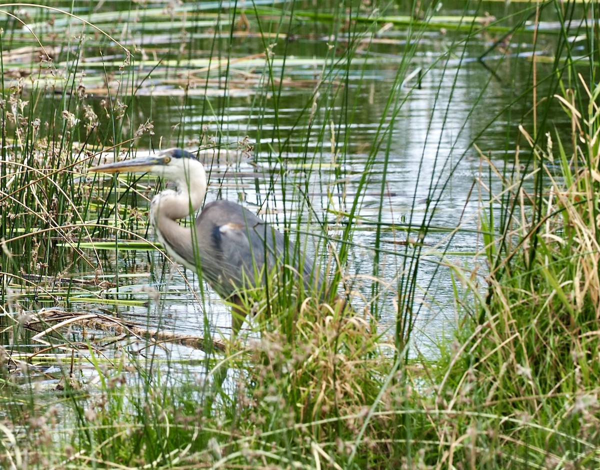 Great Blue Heron - ML640055192
